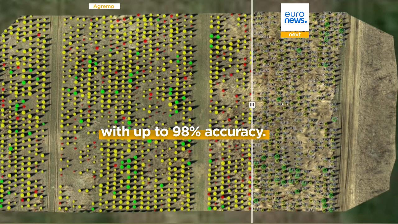 Video thumbnail for Why Christmas tree farms are turning to drones and AI this year