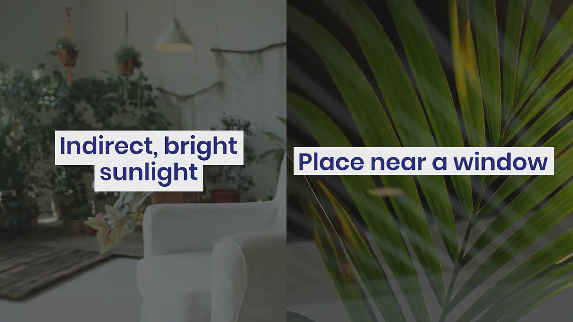 'Video thumbnail for How to Grow Chinese Evergreen in the House'