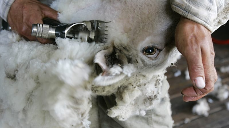 Video thumbnail for Global mohair supply flourishes in South Africa's desert