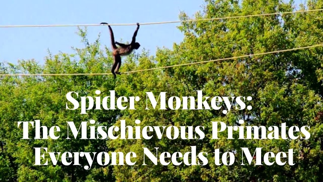 'Video thumbnail for Spider Monkeys: The Mischievous Primates Everyone Needs to Meet'