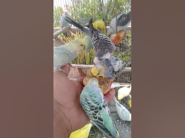 Video thumbnail for 🛍️日本で見つけたおすすめインコ用品🐦✨ #おすすめ 🛍️