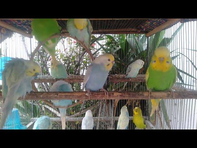 Video thumbnail for 初めてでも安心！2分で分かるインコケア🐦🌈