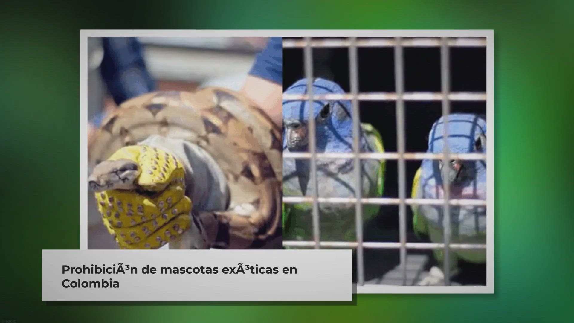 Video thumbnail for En Colombia está prohibido tener estos animales como mascotas