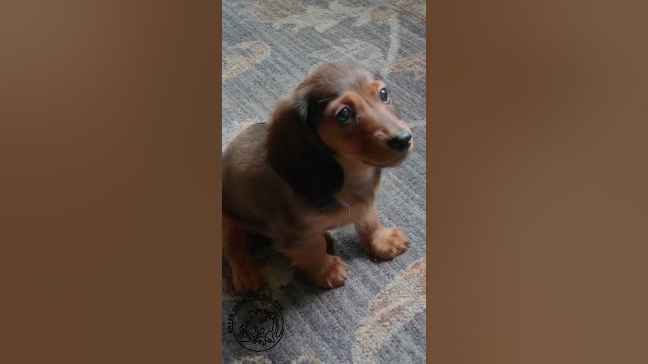 Video thumbnail for Our New Navigator - Tales From The Big Pig #shorts