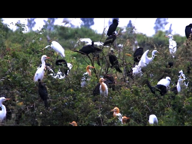 Area place for birds stay to made nest here alot