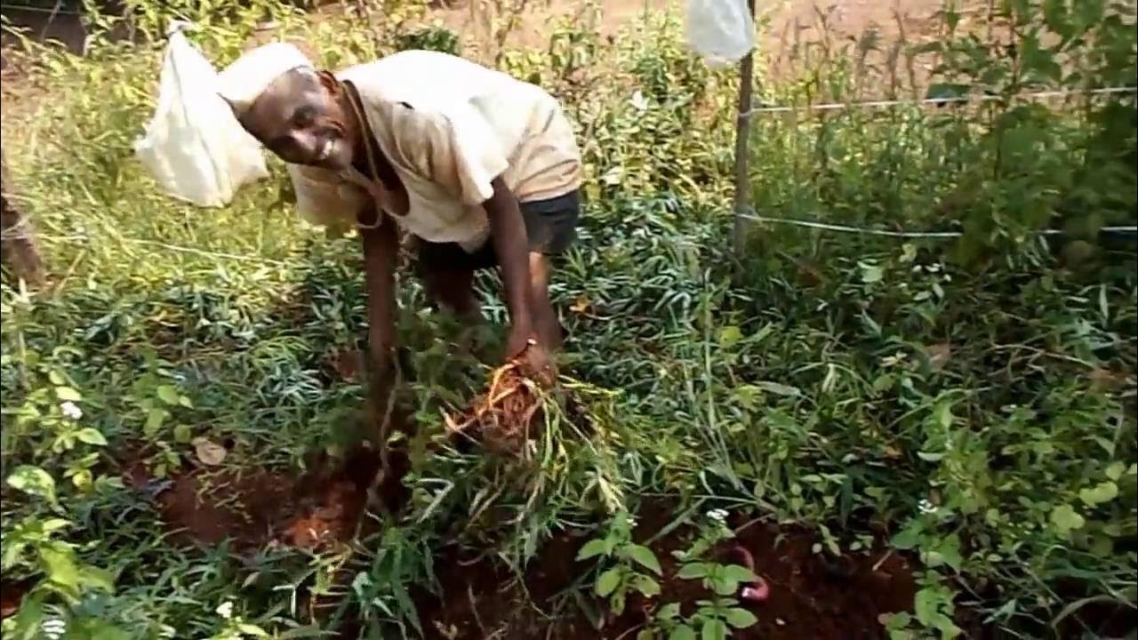 'Video thumbnail for Agriculture in India./SWEET POTATO HARVESTING/Sweet potato cultivation'