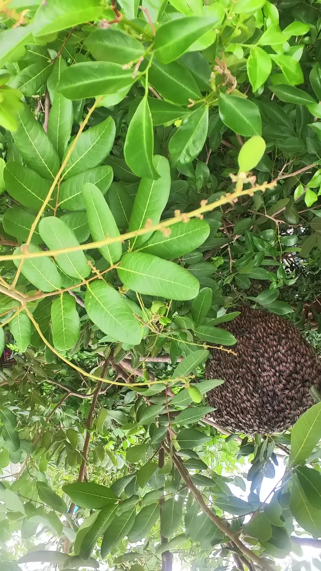 Video thumbnail for Big honey bee in forest