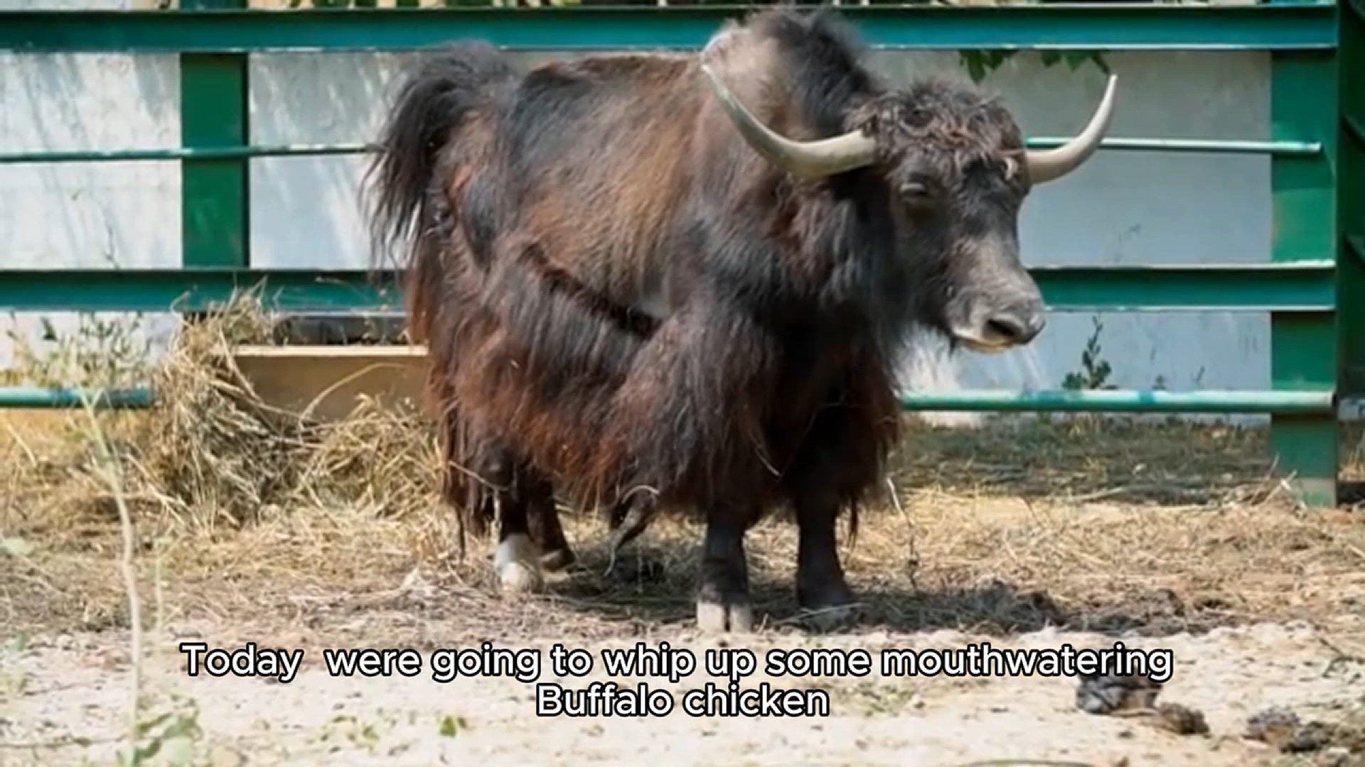 Video thumbnail for Buffalo Chicken Recipe