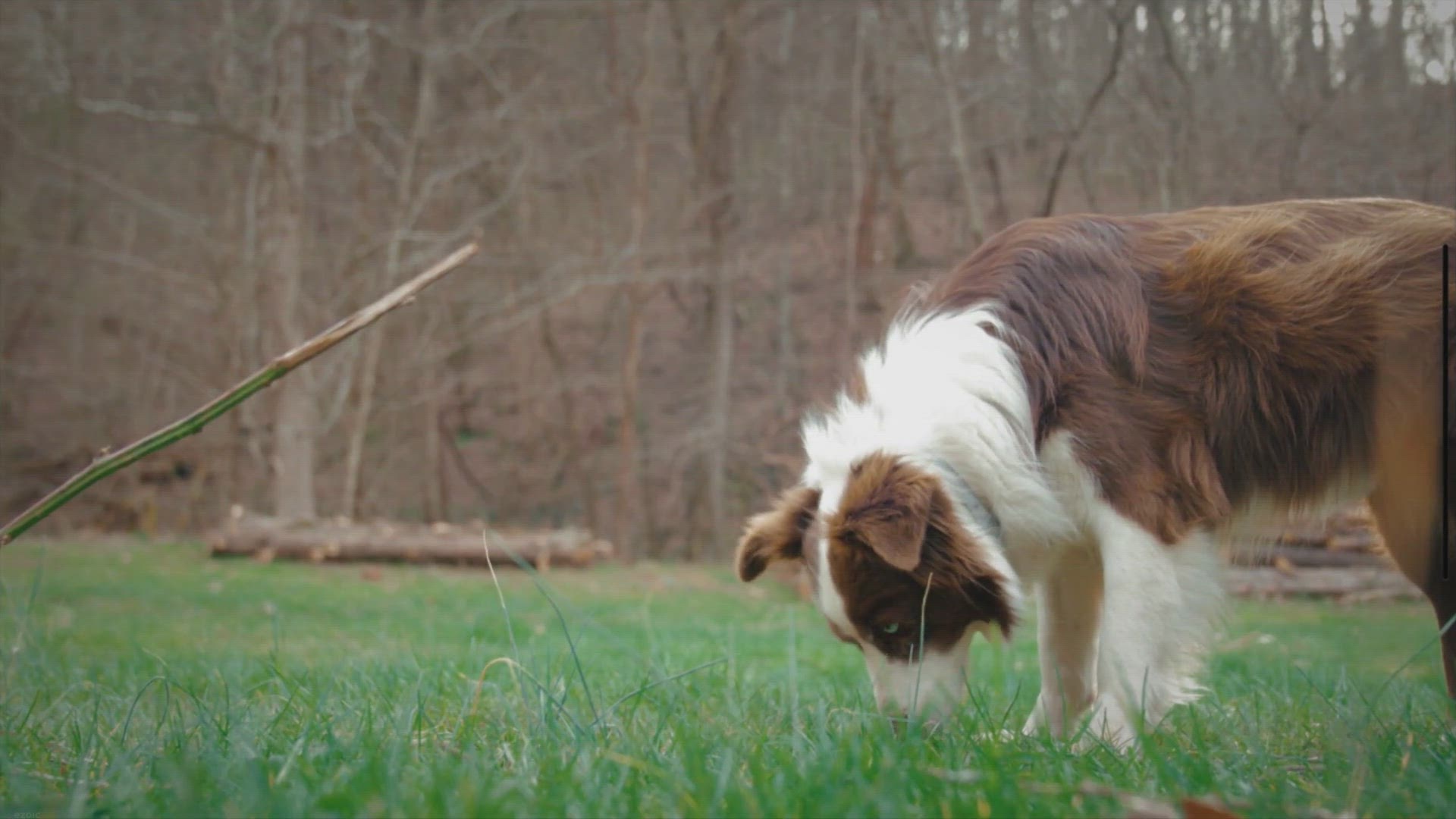 Video thumbnail for My Puppy Died After Deworming – How did this even happen?