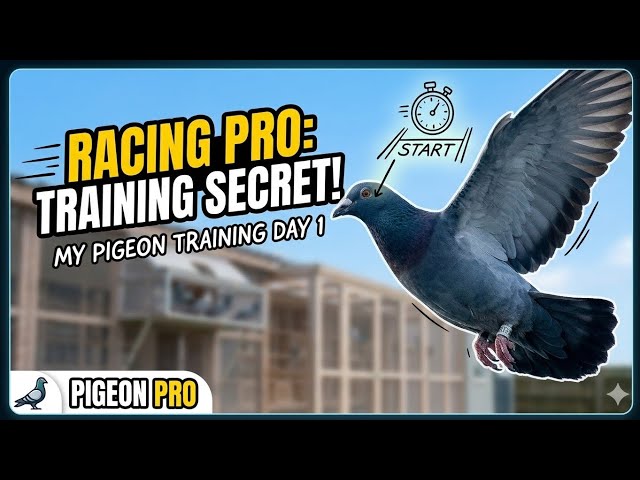 Video thumbnail for How to Train Racing Pigeons for High Speed? 🕊️ My Secret Training & Diet Tips!