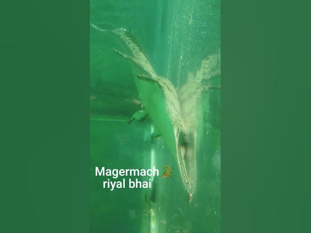 Video thumbnail for bhai riyal wala hai