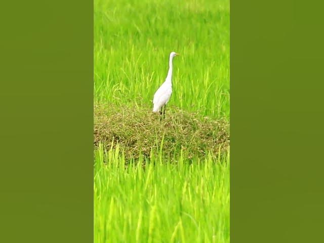 Video thumbnail for White Bird Catch Snail WB 05 #bird #birds #shortbird #viralbirds