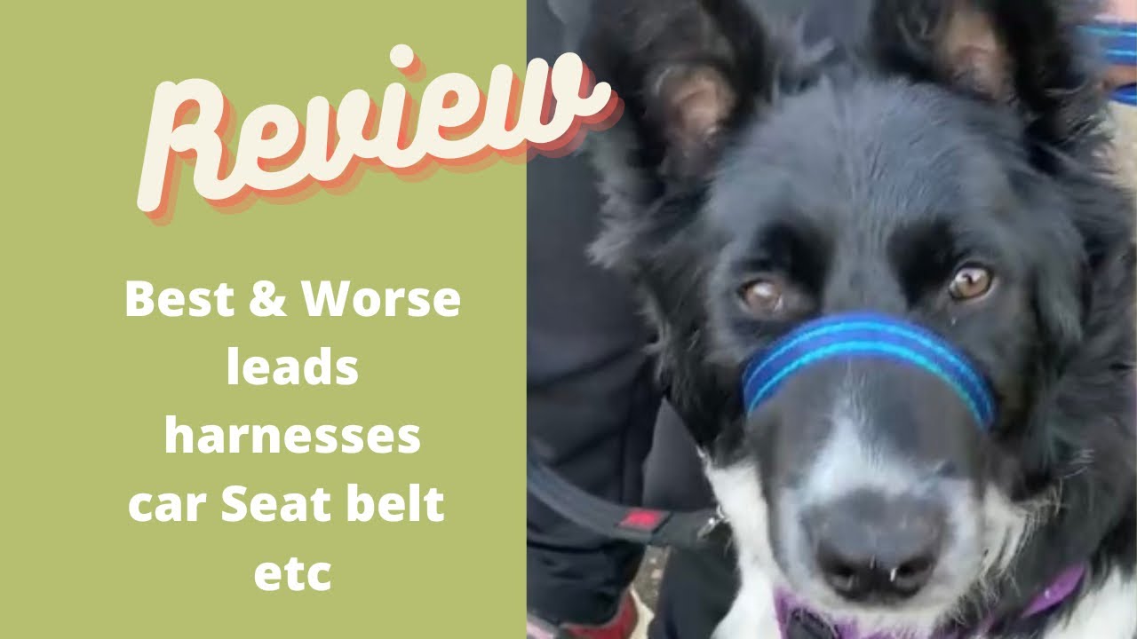 'Video thumbnail for Pros & Cons: Which is the best for your dog?'