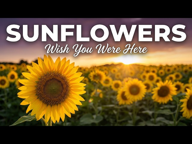 Video thumbnail for Dakota Sunflowers Video Postcard: Wish You Were Here