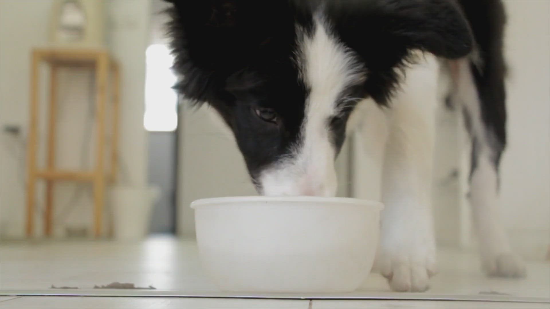 Video thumbnail for Can Dogs Drink Evaporated Milk? What You Need to Know!