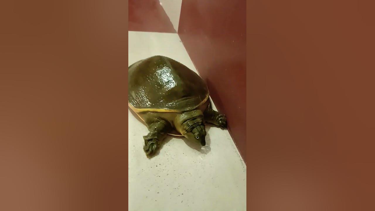 Video thumbnail for Turtle