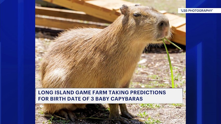 Video thumbnail for Long Island Game Farm issues contest to win VIP capybara encounter