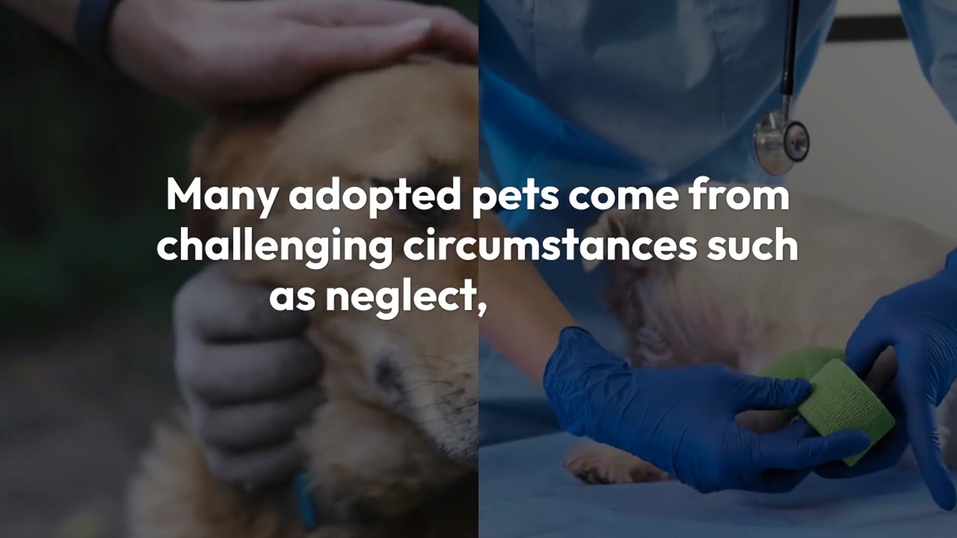 Video thumbnail for Adopting a Pet The Gift of Love