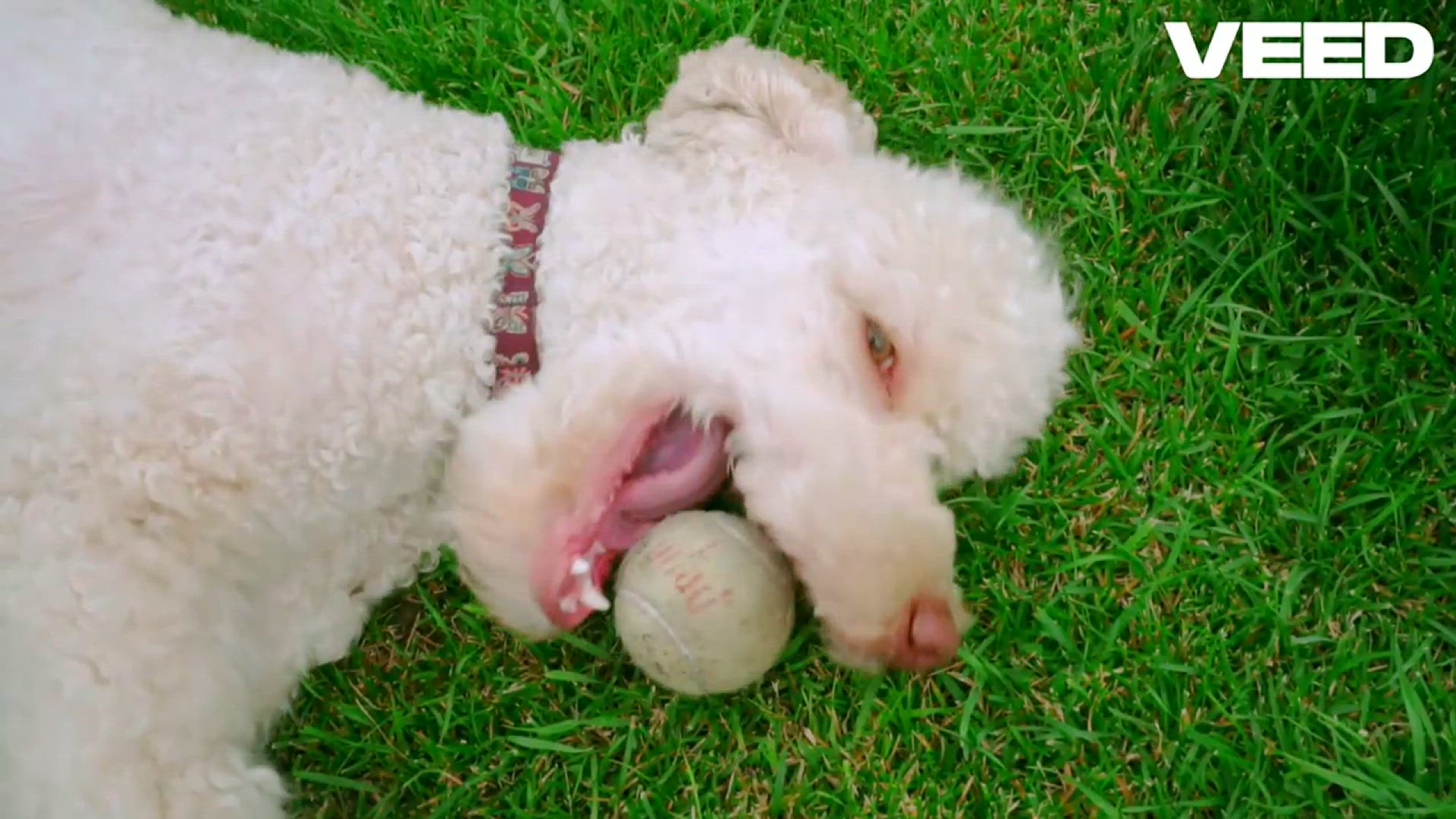 Video thumbnail for Transform Your Pet's Dental Health (Royal Canin Dental)