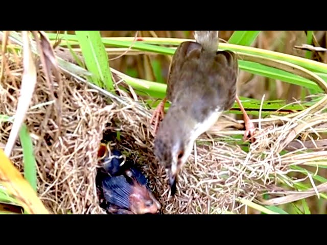 Video thumbnail for Wild cuckoo bird feed it food to babies cries  on nest After Hungry