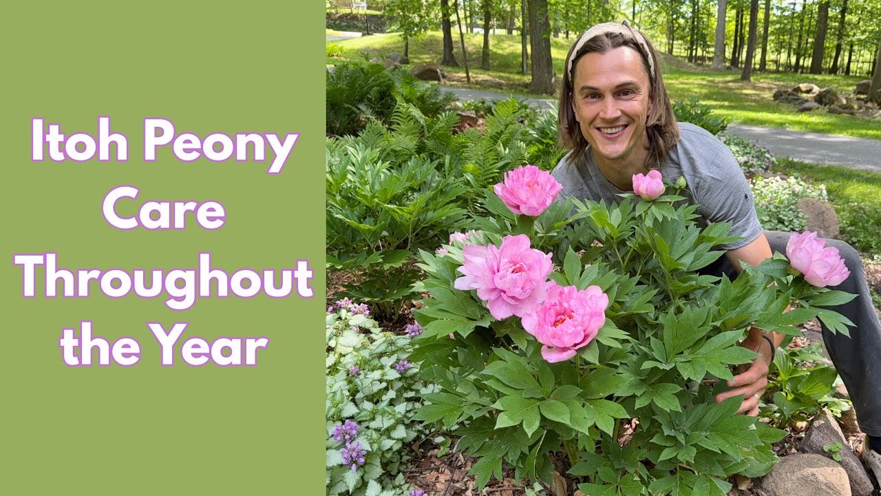 Video thumbnail for ITOH PEONY Care from Spring to Autumn