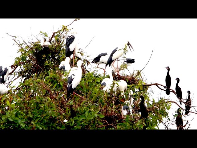 Video thumbnail for Area wild crane bird with black bird alot