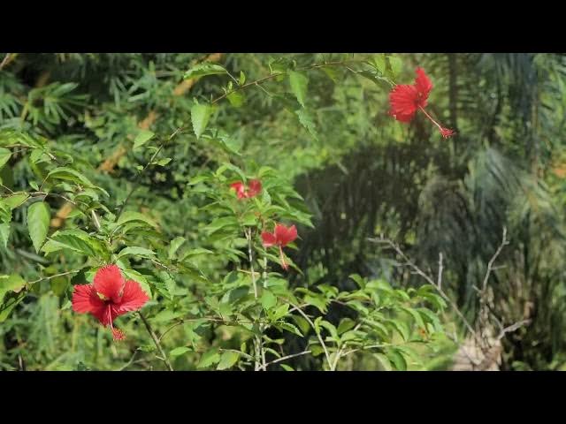 Video thumbnail for meditative video: 35 minutes of tropical jungle flowers