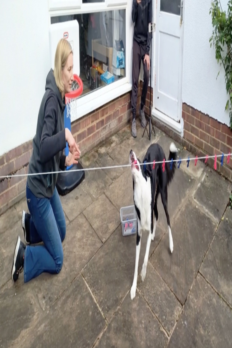 Video thumbnail for Most clothes pegs retrieved from a washing line by a dog in one minute - 18 by Olga Jones and Simba