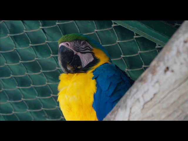 Video thumbnail for 3 Kid's Songs for Yahweh