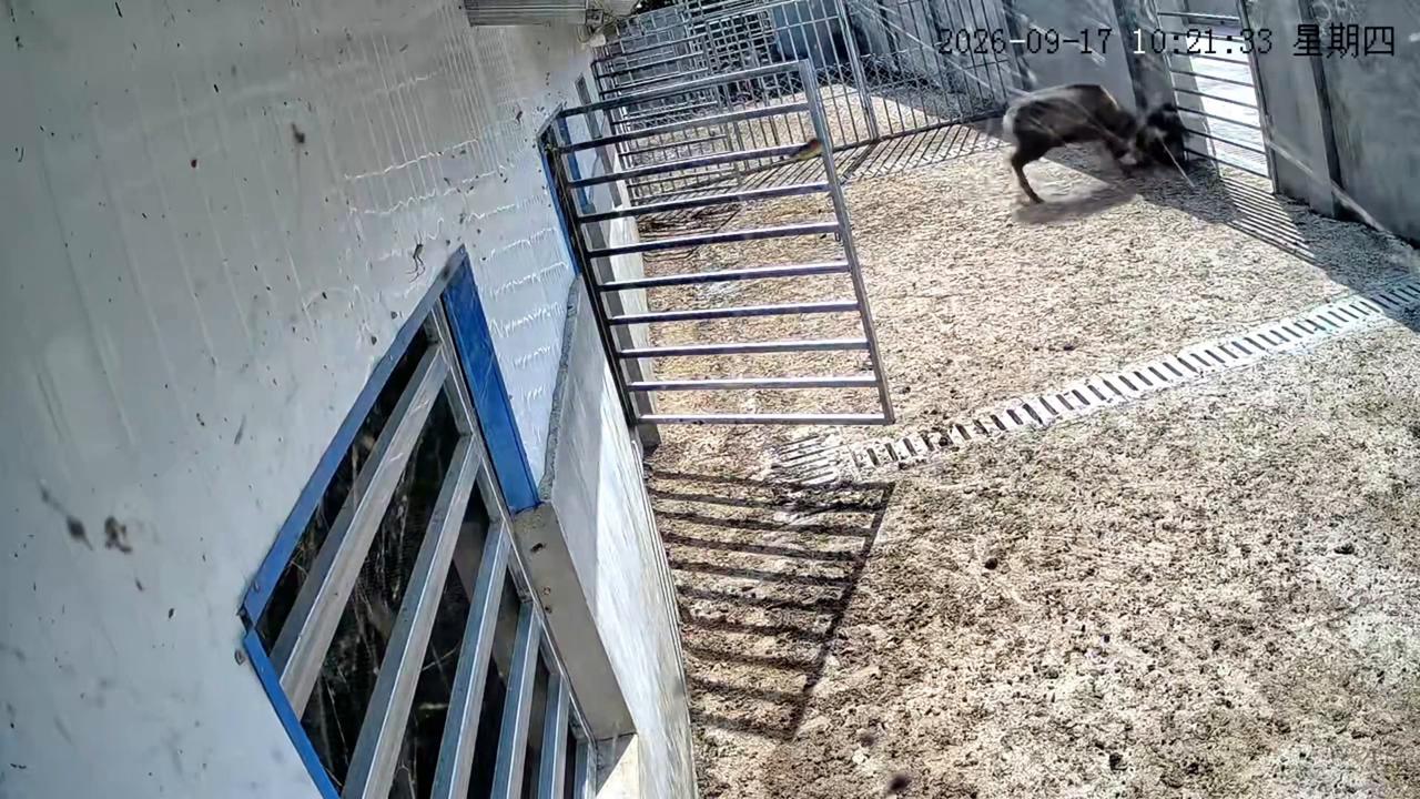 Video thumbnail for China: Chinese woman attacked by her sika deer while feeding it in enclosure.