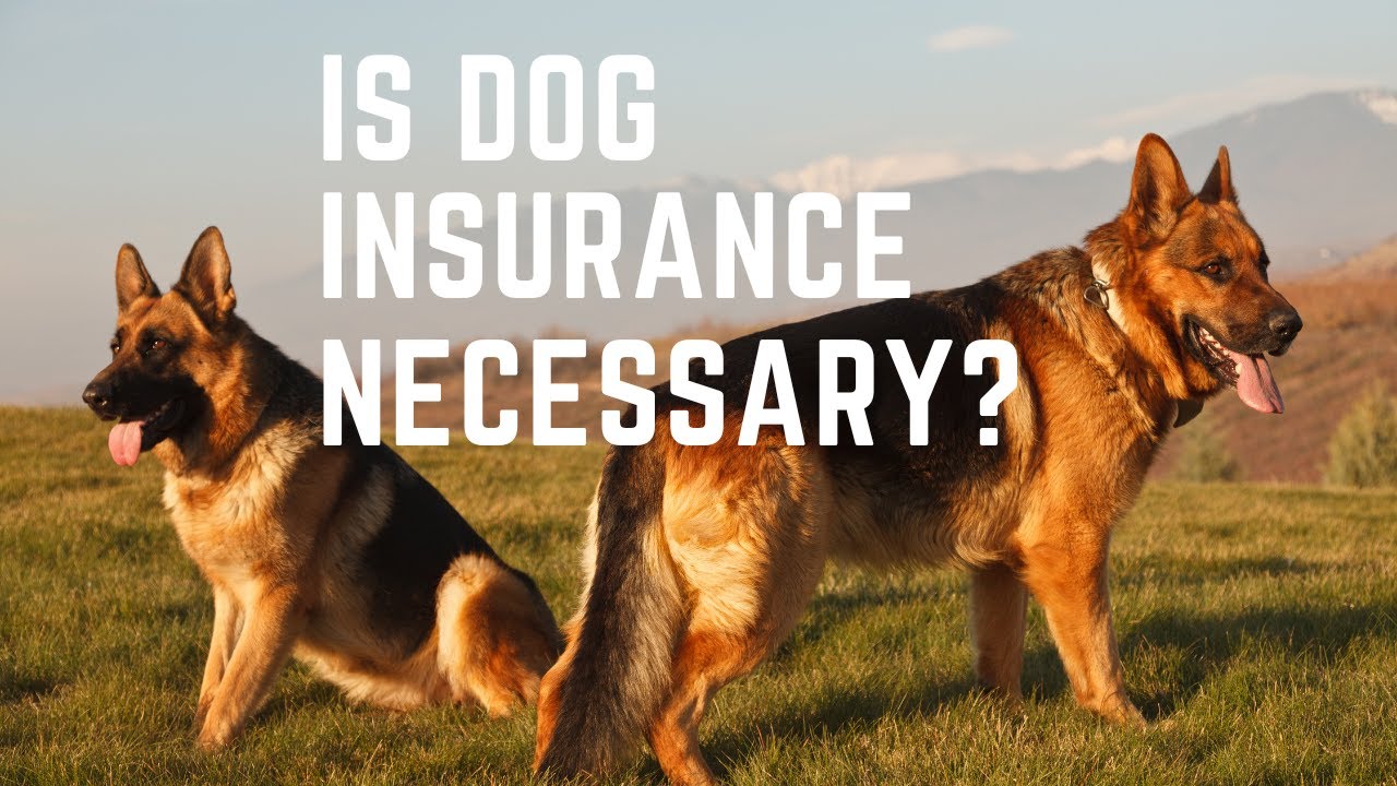 Video thumbnail for Dog Insurance , is Dog Insurance Necessary?