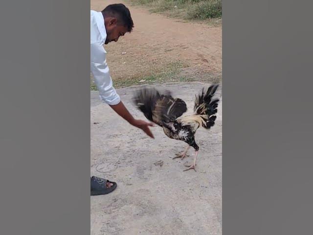 Video thumbnail for 🐓🐓 my trainer💯💯💯💯🧡💛💚❤️💙🌺🌹