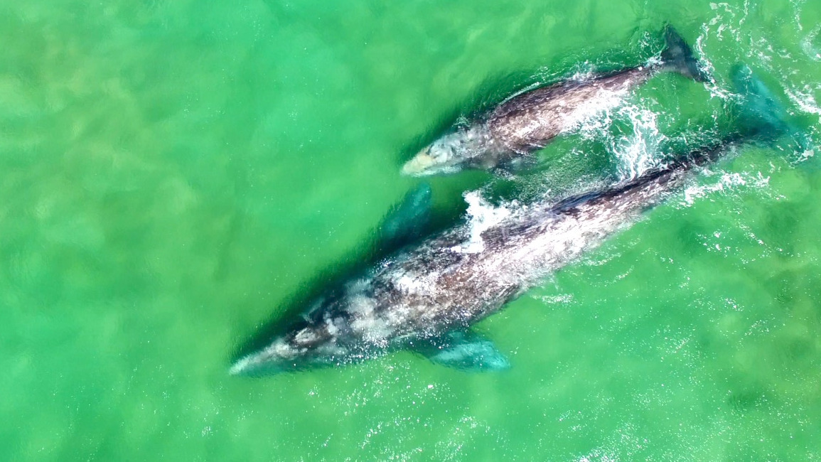 Video thumbnail for Gray Whales: From Devil Fish to Gentle Giants, Why the Change Remains a Mystery