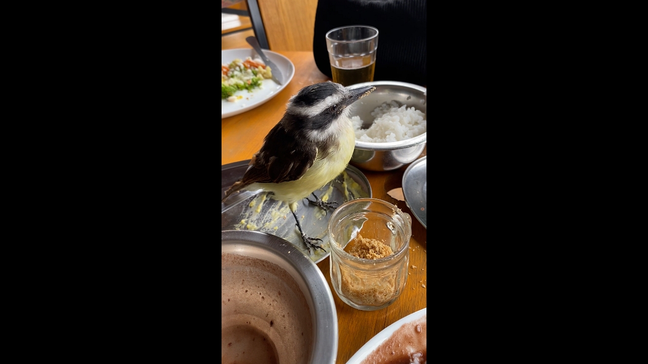 Video thumbnail for Bird Makes an Unexpected Appearance During a Lunch in Brazil