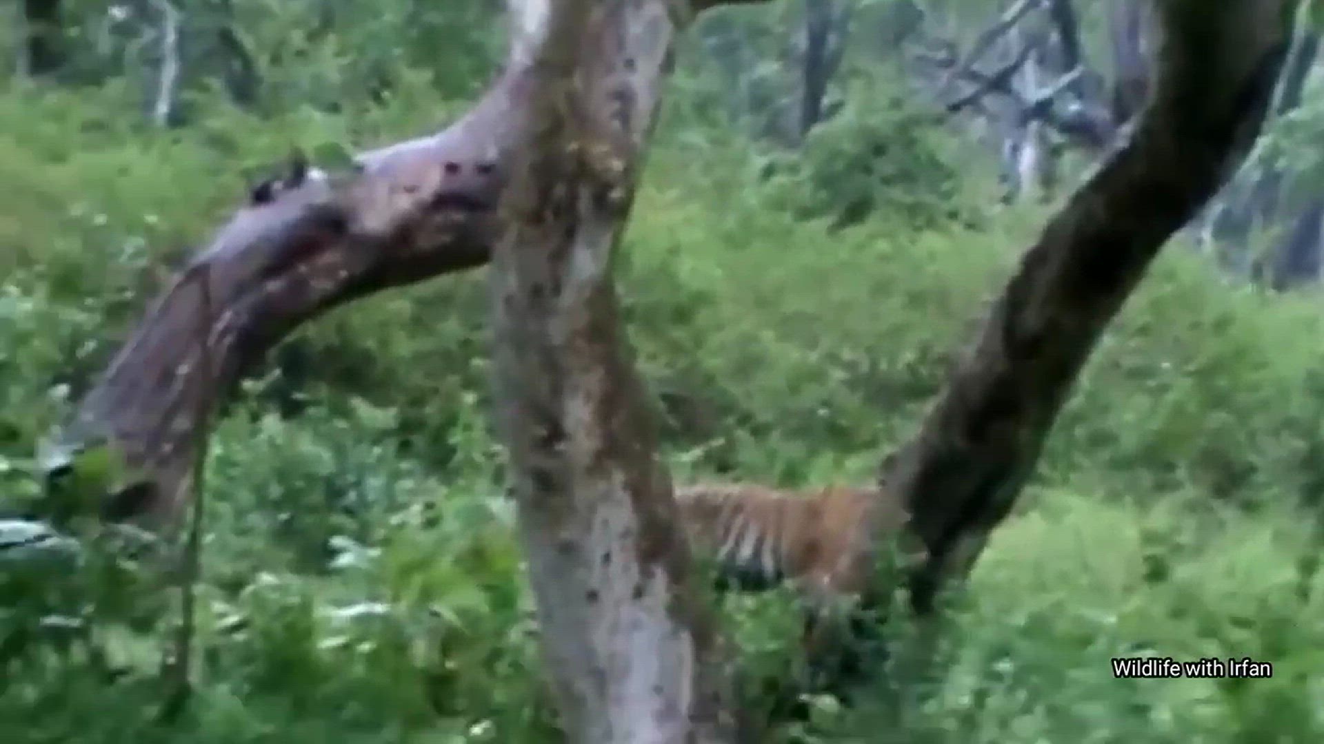 Video thumbnail for Gaur attacking back Tiger.