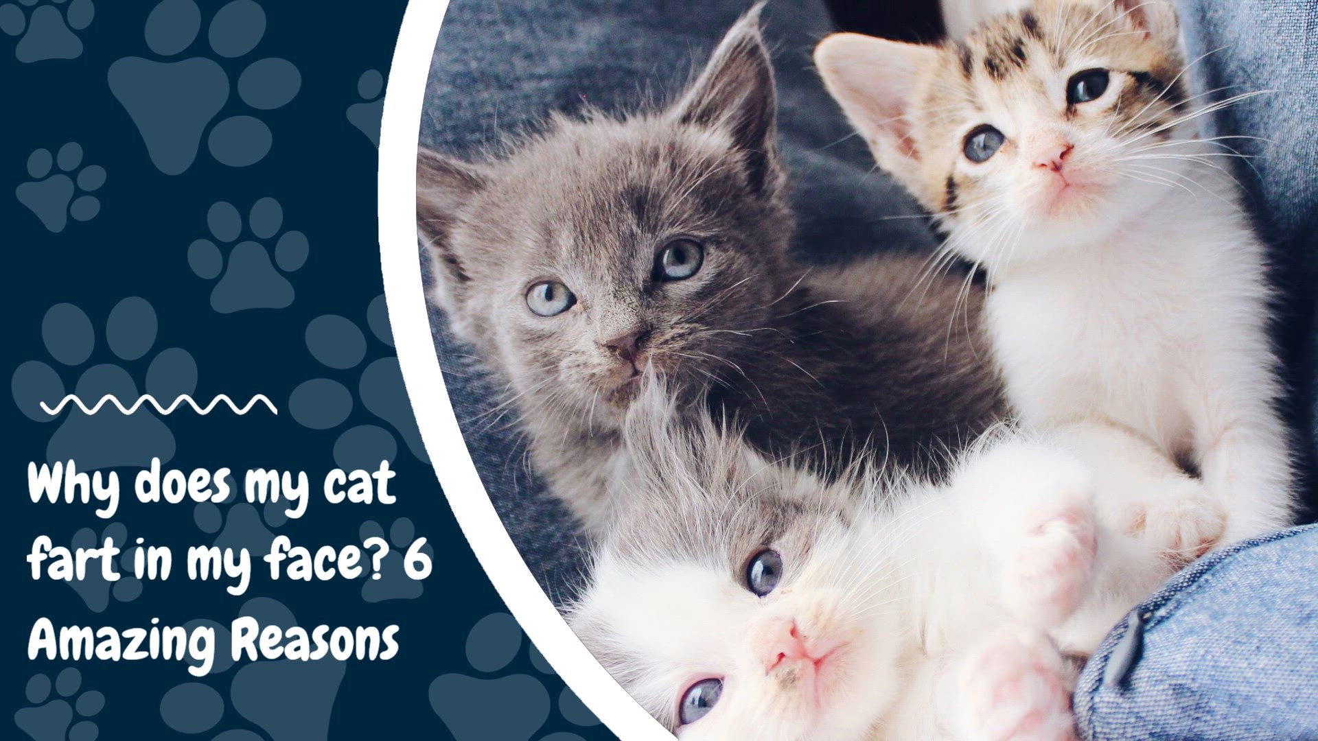 Video thumbnail for Why does my cat fart in my face 6 Amazing Reasons