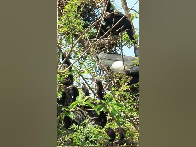 Video thumbnail for Wow Nice Gain Bird A lot  EP 39 #birds #nestbird #birdalot #birdfeed #birdeat