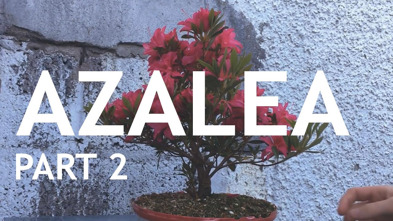 Video thumbnail for Azalea Bonsai from Nursery Stock, 2