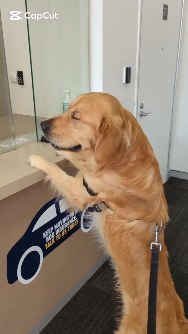 Video thumbnail for Golden Retriever Banking with a Dog Teller