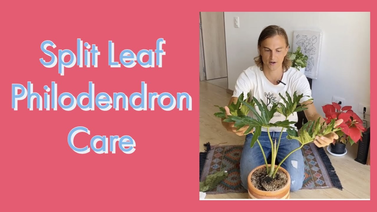 Video thumbnail for Split Leaf Philodendron Plant Care
