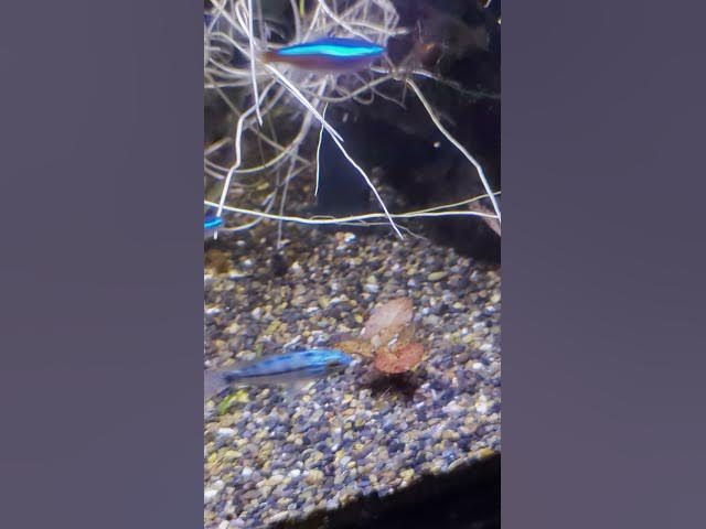 Video thumbnail for Hitchhiking Mystery Plant. What is it? #aquarium #plantedtank #fishtank