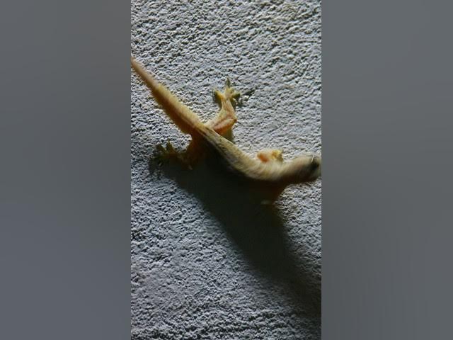 Video thumbnail for Gecko lizard wait eat food 🦎#gecko #geckos #reptiles #lizard #exoticpet #Tuko #nature #birds