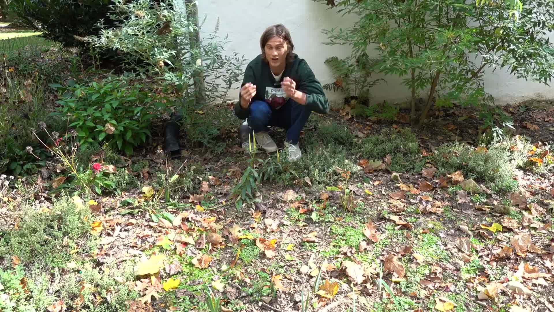 'Video thumbnail for Asclepias Butterfly Weed SEEDS - How to Harvest & Grow - Complete Tutorial'