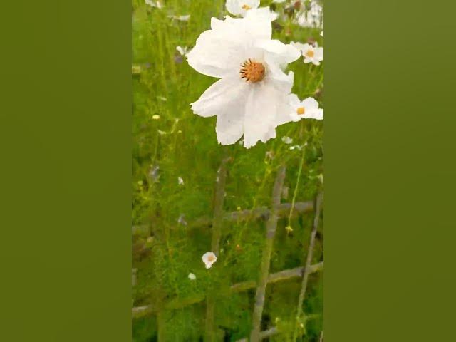 Video thumbnail for O yeara #viralvideo #flowers #naturelovers