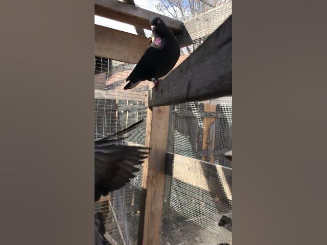 Video thumbnail for November 8, 2023