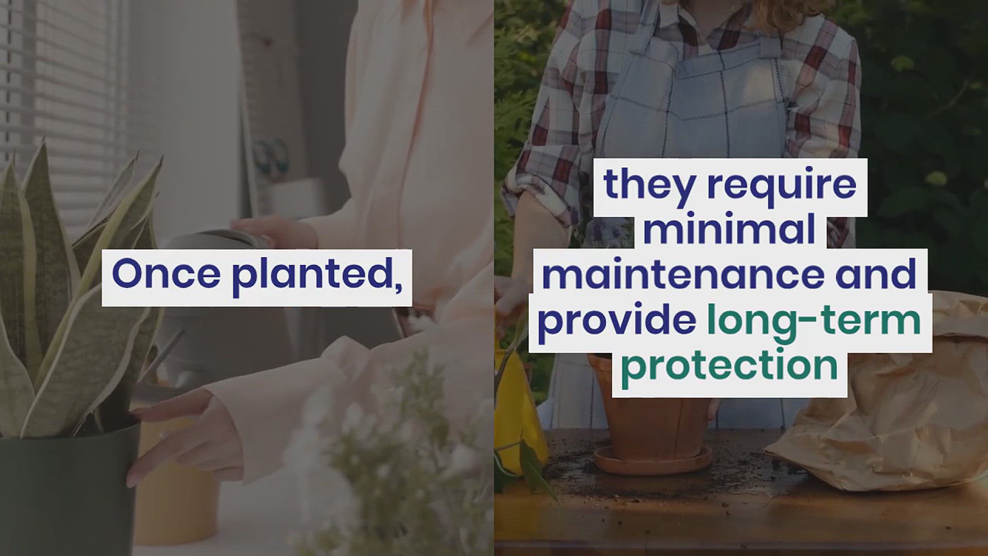 'Video thumbnail for Best Mosquito Repellent Plants'