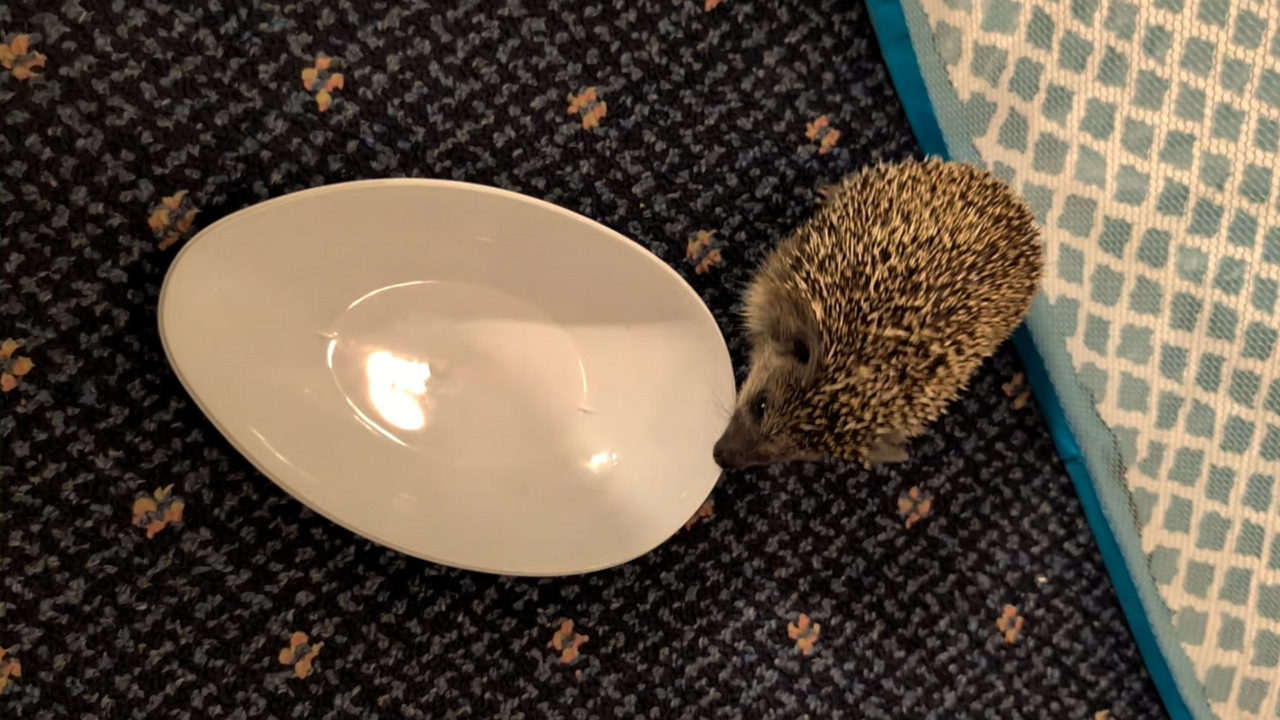 Video thumbnail for Playful Hedgehog Flips Bowl Over Itself