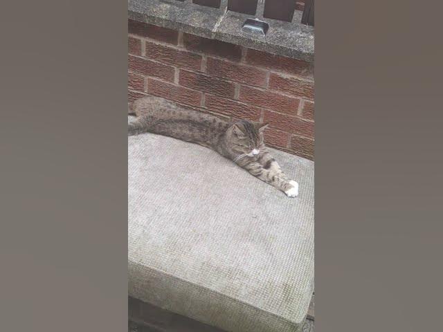 Video thumbnail for No room for Ghost... My seat always (tiggs does it again)