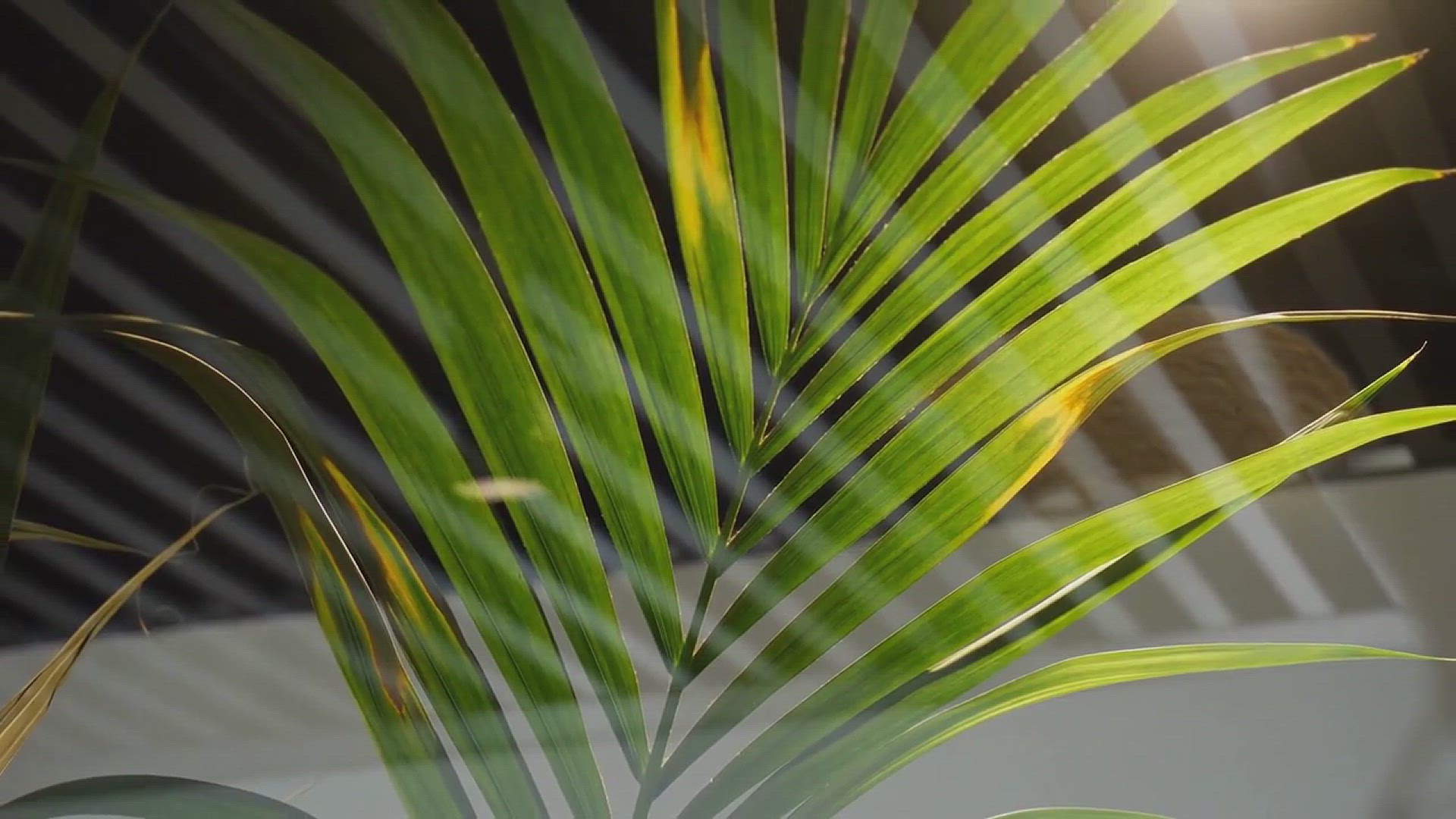 'Video thumbnail for How to Grow Oyster Plant in the House'