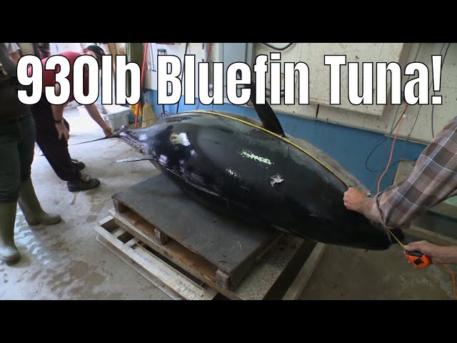 Video thumbnail for Two Guys Tag-Team A 930lb Bluefin Tuna | Fish'n Canada